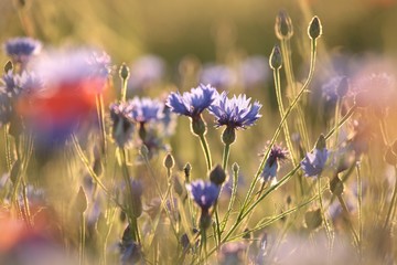 Fotomurales - Cornflowers in the field at sunset