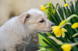 Close-up of a young beige mixed-breed puppy sniffing at Daffodil flowers