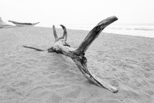 Selective Focus Black And White Image Of A Piece Of Wooden Drift Wood On A Sandy Beach With A Wooden Fishing Boat In The Background