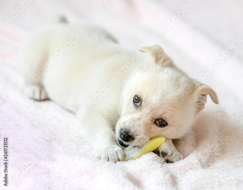 puppy chewing clothes