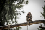 Fototapeta Zwierzęta - Scimmia allo zoo