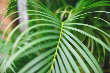 Wall Mural - Tropical palm leaves, blurred background. Sunlight on palm leaves at summer.