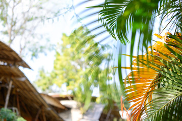 Wall Mural - Tropical palm leaves, blurred background. Sunlight on palm leaves at summer.