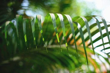 Wall Mural - Tropical palm leaves, blurred background. Sunlight on palm leaves at summer.