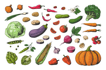 Hand drawn colored vegetables. Food sketch collection, healthy vegan garden vegetables. Vector carrot potato tomato cucumber colourful set