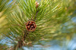 Pine tree details