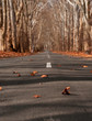 road, autumn, hungary, nature, colors, colorfull, winter, cold, sun, 