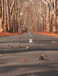 road, autumn, hungary, nature, colors, colorfull, 