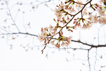 Cherry blossom in spring for background or copy space for text