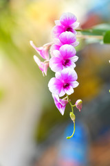 Wall Mural - White orchid blooming in the garden.