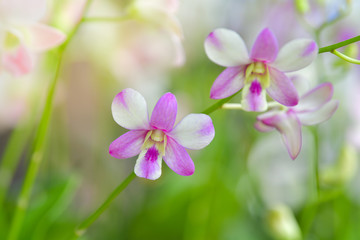 Wall Mural - White orchid blooming in the garden.