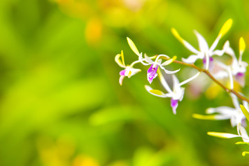 Wall Mural - White orchid blooming in the garden.