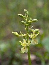 Orchis Provincialis, The Provence Orchid. Pale Yellow Wild Flower, Closeup Detail.