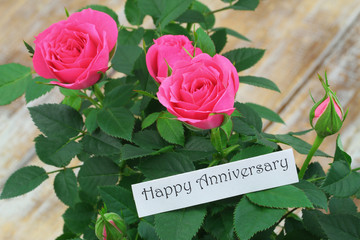 Poster - Happy Anniversary card with pink wild roses