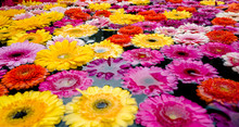 Beautiful Colorful Spring Flowers And Blossoms In A Water Fountain