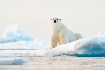 polar bear on drift ice edge with snow and water in norway sea. white animal in the nature habitat, 