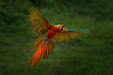 Wall Mural - Red hybrid parrot in forest. Macaw parrot flying in dark green vegetation. Rare form Ara macao x Ara ambigua, in tropical forest, Costa Rica. Wildlife scene from tropical nature. Bird in fly, jungle.