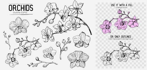 Orchids sketch. Hand drawn outline converted to vector. Isolated