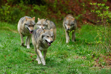 Wolf packs in forest. Gray wolf, Canis lupus, in the spring light, in the forest with green leaves. Wolf in the nature habitat. Wild animal in the orange leaves on the ground, Germany.