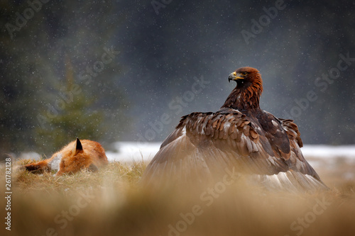 Golden Eagle Feeding On Kill Red Fox In The Forest During
