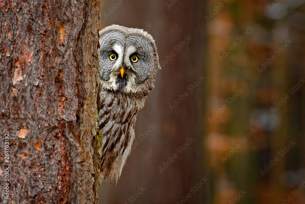 Portrait of Great grey owl, Strix nebulosa, hidden behind tree trunk in the winter forest, with yellow eyes. Wildlife scene from wild nature. Funny image with owl. - obrazy, fototapety, plakaty 