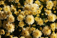 Fragment Of A Large Bush Of Chrysanthemum With Yellow Flowers And Buds