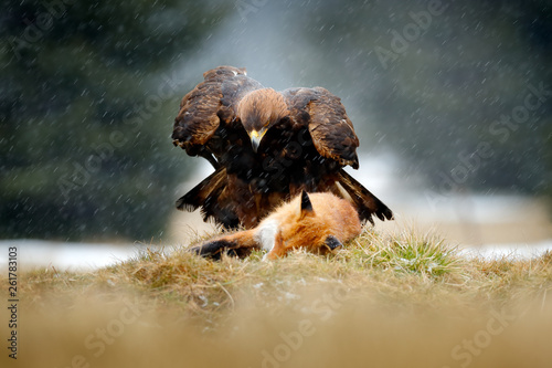 Golden Eagle Feeding On Kill Red Fox In The Forest During
