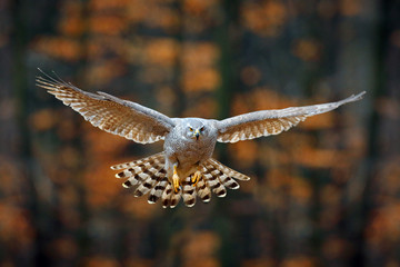 goshawk flying, bird of prey with open wings with evening sun back light, nature forest habitat, ger