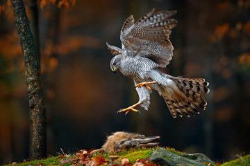 goshawk flying, bird of prey with open wings with evening sun back light, nature forest habitat, ger