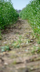 Row in The Field