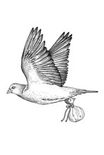 Pigeon Voyageur
