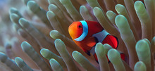 Clown Fish Coral Reef / Macro Underwater Scene, View Of Coral Fish, Underwater Diving