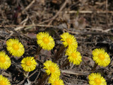 Fototapeta Dmuchawce - first yellow spring flowers coltsfoot close up