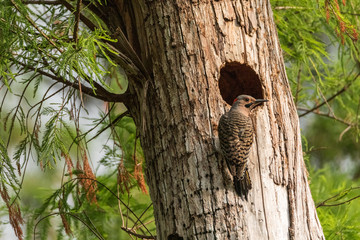 Wall Mural - Northern flicker Colaptes auratus at the entrance of its nest in a pine tree in Naples, Florida