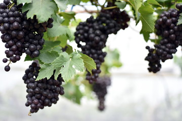 The fresh grapes on the farm are trees and fruit leaves from the vineyard near my house.	