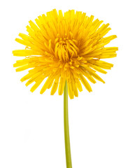 Wall Mural - Dandelion flower