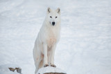 Fototapeta Psy - Wild alaskan tundra wolf is looking at the camera. Canis lupus arctos. Polar wolf or white wolf.
