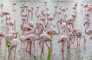 Sticker - lots of Flamingoes