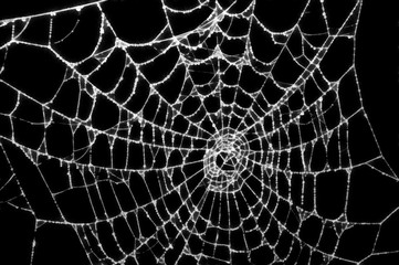 spider web with water drops. digital generated painting