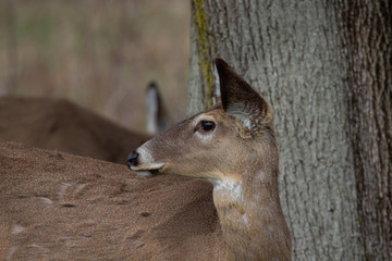 Wall Mural - white tailed deer