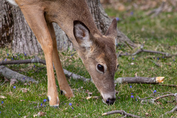 Wall Mural - deer feeding