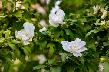 Wall Mural - Many little white flowers