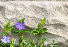 Vinca Minor Blooming On A Cinder Block Wall