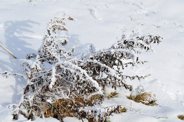 frost covered plant on snowy meadow