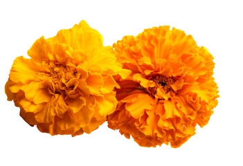 Poster - marigold flowers isolated