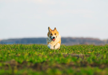 beautiful red puppy dog Corgi running fast on green grass on spring meadow with a green young grass funny opening your mouth