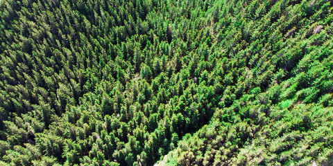 Wall Mural - aerial view of forest from drone