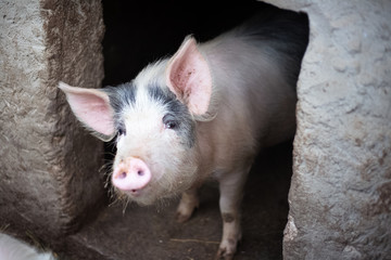 Wall Mural - Portrait of pig