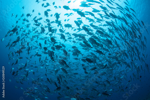 A large school of Bigeye jacks, Caranx sexfasciatus, swims in Palau Wallpaper Mural