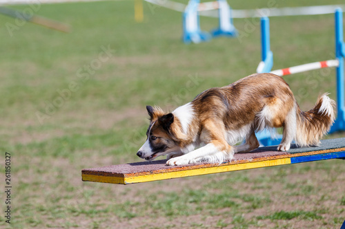 Fotografía Border Collie on the seesaw obstacle on dog agility sport competition
